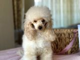 Tea Cup 2.600 Gram 15 Aylık Di̇şi̇ Poodle Yavrumuz