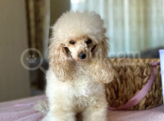 Tea Cup 2.600 Gram 15 Aylık Di̇şi̇ Poodle Yavrumuz görsel