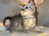 British Shorthair Silver Tabby