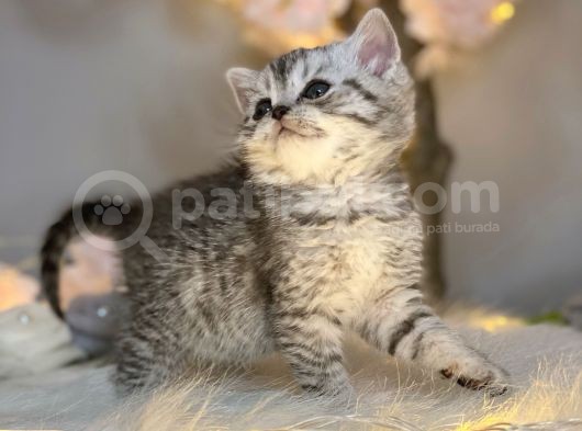 British Shorthair Silver Tabby görsel
