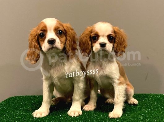Dişi Ve Erkek King Charles Cavalier Yavrularımız