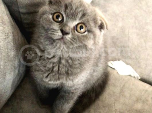 Ayı Suratlı Güzel Yavrular Yeni Ailelerini Arıyorlar 