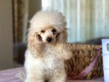 Tea Cup 2.600 Gram 15 Aylık Di̇şi̇ Poodle Yavrumuz
