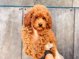 A KALİTE POODLE YAVRULARIMIZ