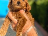 PASAPORTLU POODLE BEBEKLERİMİZ