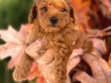 Pasaportlu Poodle Bebekleri̇mi̇z