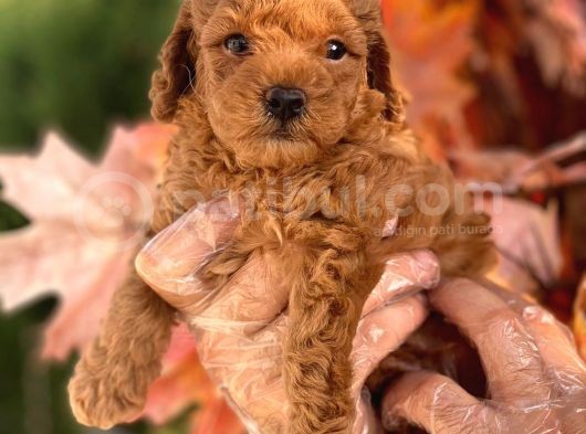 Pasaportlu Poodle Bebekleri̇mi̇z görsel