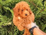 TOY POODLE PASAPORTLU GARANTİLİ YAVRULARIMIZ