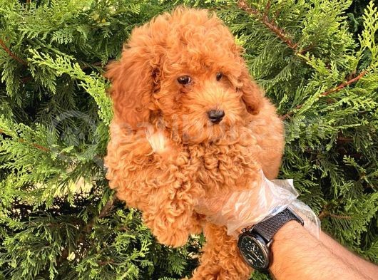 Toy Poodle Pasaportlu Garanti̇li̇ Yavrularimiz