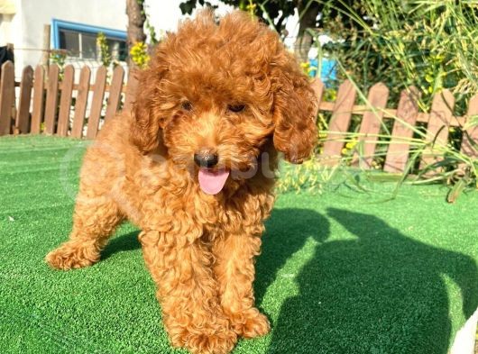 Toy Poodle Bebekleri̇mi̇z