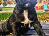 Egzotik Ve Nadir French Bulldog Kızımız