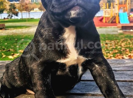 Egzotik Ve Nadir French Bulldog Kızımız görsel