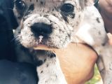 Egzotik ve Nadir French Bulldog Kızımız