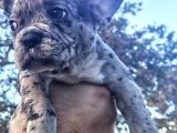 Egzotik Ve Nadir French Bulldog Kızımız