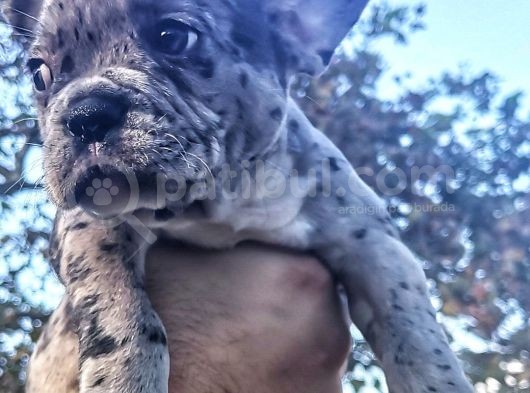 Egzotik Ve Nadir French Bulldog Kızımız görsel