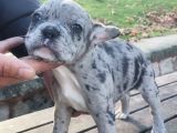 Egzotik Ve Nadir French Bulldog Kızımız