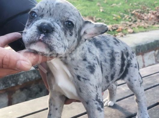 Egzotik Ve Nadir French Bulldog Kızımız görsel