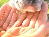 Egzotik Ve Nadir French Bulldog Kızımız