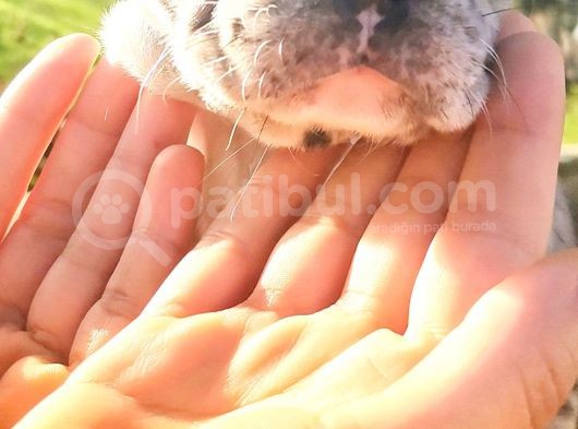 Egzotik Ve Nadir French Bulldog Kızımız görsel