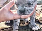 Egzotik Ve Nadir French Bulldog Kızımız