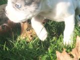 Egzotik Ve Nadir French Bulldog Kızımız