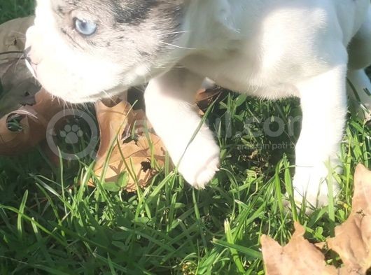 Egzotik Ve Nadir French Bulldog Kızımız görsel
