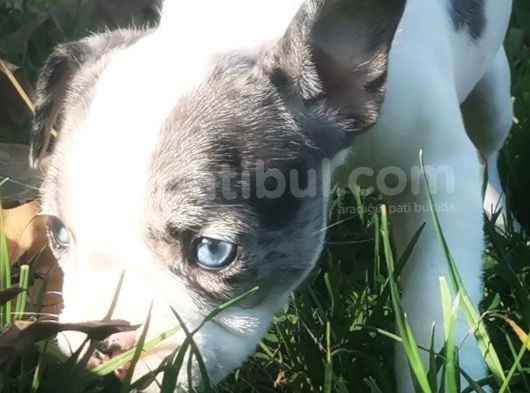 Egzotik Ve Nadir French Bulldog Kızımız görsel