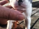 Egzotik Ve Nadir French Bulldog Kızımız