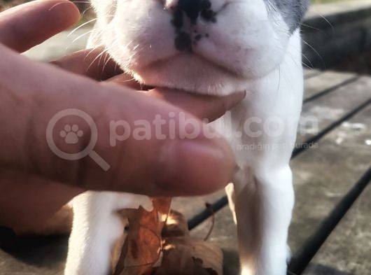 Egzotik Ve Nadir French Bulldog Kızımız görsel