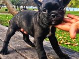Egzotik Ve Nadir French Bulldog Kızımız