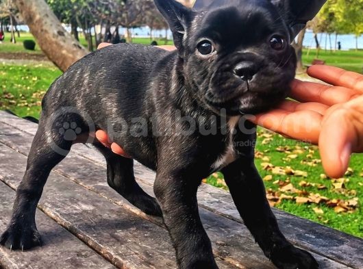 Egzotik Ve Nadir French Bulldog Kızımız görsel