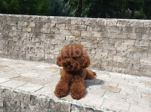 Red Brown Toy Poodle görsel