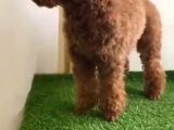 Red Brown Toy Poodle