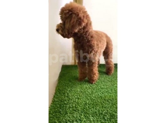Red Brown Toy Poodle
