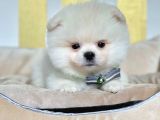 Safkan Pomeranian Boo Yavrularımız