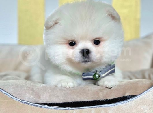 Safkan Pomeranian Boo Yavrularımız görsel
