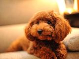 Toy Poodle Kırmızı Redbrown Safkan Orjinal Garantili