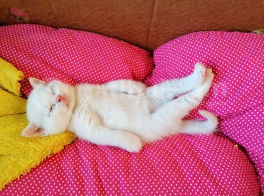 Evinize Neşe Saçacak Bir Yavru Arıyorsanız .Son 4 Yavrumuz görsel