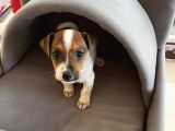 Jack Russel Kısa Bacak Kısa Tüy