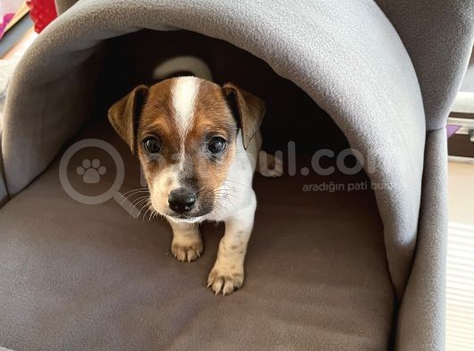 Jack Russel Kısa Bacak Kısa Tüy görsel