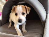 Jack Russel Kısa Bacak Kısa Tüy