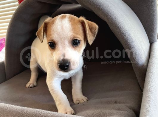Jack Russel Kısa Bacak Kısa Tüy görsel
