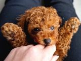 Toy Poodle Kırmızı Redbrown Safkan Orjinal Garantili