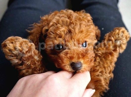 Toy Poodle Kırmızı Redbrown Safkan Orjinal Garantili görsel