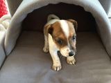 Jack Russel Kısa Bacak Kısa Tüy