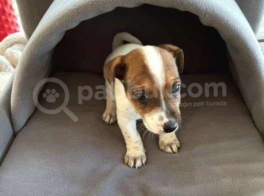 Jack Russel Kısa Bacak Kısa Tüy görsel