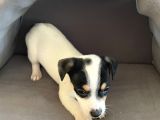 Jack Russel Kısa Bacak Kısa Tüy