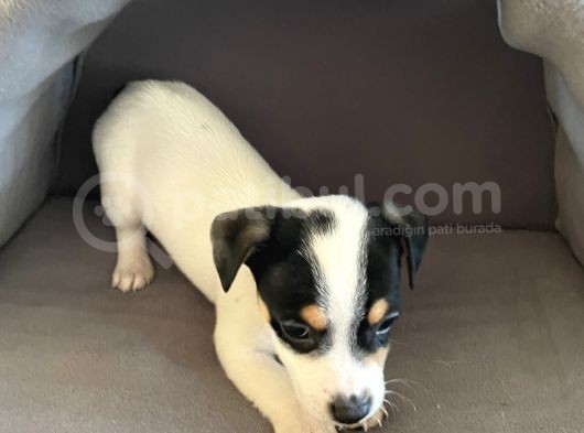 Jack Russel Kısa Bacak Kısa Tüy görsel
