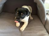 Jack Russel Kısa Bacak Kısa Tüy