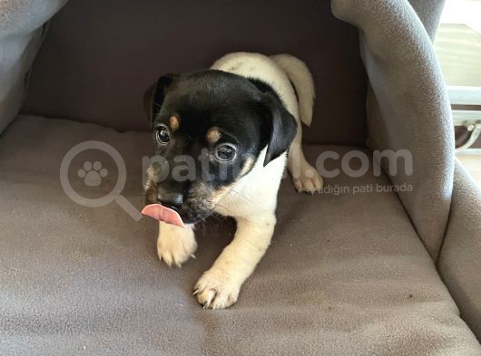 Jack Russel Kısa Bacak Kısa Tüy